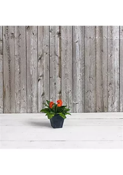 Novelty Ella Indoor/Outdoor Square Plastic Resin Planter, Black, 8" -Gardener Select Shop Belk 105