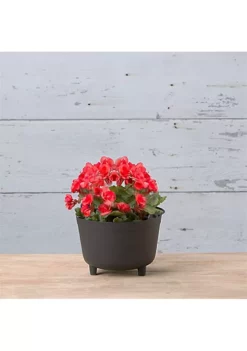 Novelty (#35080) Ella Square Planter, Artstone Collection, Mint - 6 inch