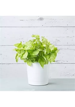 Novelty Full Depth Cylinder Pot, White, 10 Inch -Gardener Select Shop Belk 114