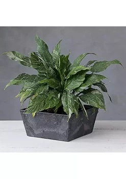 Novelty Ella Low Square Resin Planter/Flower Pot, Black, 12" 9 Novelty Ella Low Square Resin Planter/Flower Pot, Black, 12" -Gardener Select Shop Belk 210