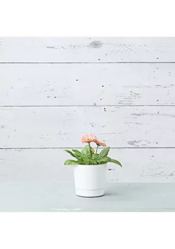 Novelty (#16242) Countryside Flower Box Planter, White - 24"