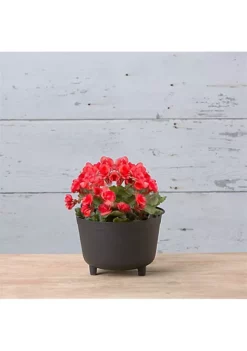 Novelty (#48128) Plastic Antique Kettle Planter, Black 12" -Gardener Select Shop Belk 306