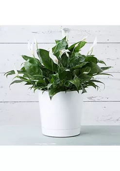 Novelty Full Depth Cylinder Pot, White, 12 Inch -Gardener Select Shop Belk 311