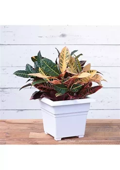 Novelty Countryside Square Tub Planter, White, 14 Inch -Gardener Select Shop Belk 320