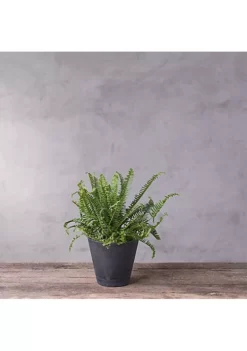 Gardener Select Shop -Gardener Select Shop Belk 386