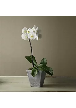 Novelty 35060 Ella Square Planter, Gray 6 inch 8 Novelty 35060 Ella Square Planter, Gray 6 inch -Gardener Select Shop Belk 405