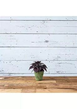 Novelty (#08061) Round Napa Planter, Sage, 6-Inch 9 Novelty (#08061) Round Napa Planter, Sage, 6-Inch -Gardener Select Shop Belk 489