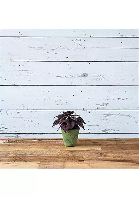 Novelty (#08061) Round Napa Planter, Sage, 6-Inch 4 Novelty (#08061) Round Napa Planter, Sage, 6-Inch - Image 4