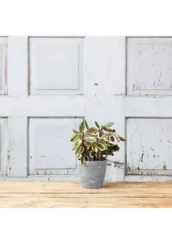 Novelty Manufacturing (#03120) Artstone Dolce Round Planter, 12" - Grey -Gardener Select Shop Belk 525