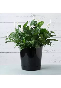 Novelty Full Depth Round Cylinder Pot, Black, 12-Inch -Gardener Select Shop Belk 531