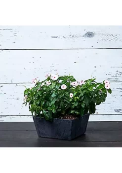 Gardener Select Shop -Gardener Select Shop Belk 555