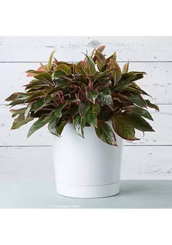 Gardener's Select GSASTE001 25 in. Black Easel Stand with Planter