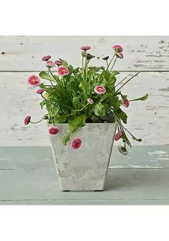 Novelty (#35080) Ella Square Planter, Artstone Collection, Mint - 10 inch -Gardener Select Shop Belk 83